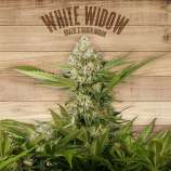 The Plant White Widow