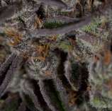 The Plug Seedbank Jungle Scout Cookies