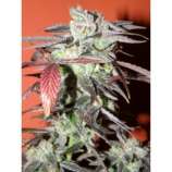 Therapy Seeds Pink Kush