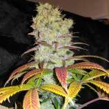 Top Seedcret Diamond Diesel