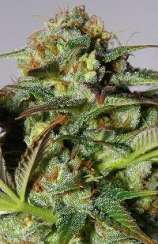 Top Shelf Seeds Premium Grade