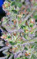 Top Shelf Seeds Sour Apple