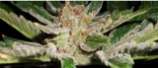 TreeTown Seeds Afghan Princess