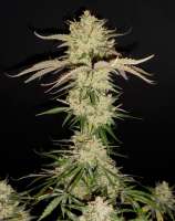 TreeTown Seeds Princess Haze