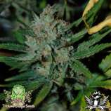 Trichome Jungle Seeds Jungle Cheese V2