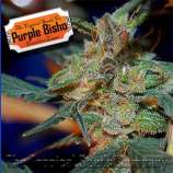 Tropical Seeds Company Purple Bisho