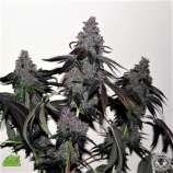 True Canna Genetics ChemValley Cooks