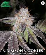 True Canna Genetics Crimson Cookies