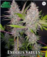 True Canna Genetics Exodus Valley