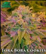 True Canna Genetics Tora Bora Cookies