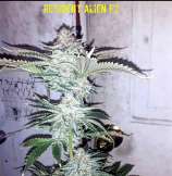 True Grit Genetics Resident Alien F2