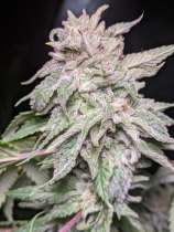 Twenty 20 Genetics Snow-G