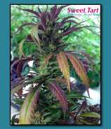 Twisty Seeds Sweet Tart