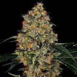 United Cannabis Seeds Bubba Kush