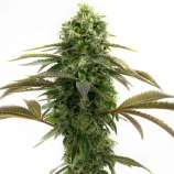 United Cannabis Seeds Bubblegum