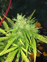 United Cannabis Seeds Devil XXL Autoflower