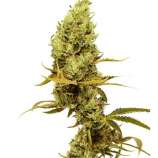 United Cannabis Seeds Gold Leaf
