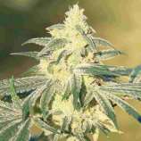 United Cannabis Seeds Gorilla Glue #4