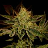 United Cannabis Seeds Super Lemon Haze Autoflower