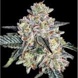 United Cannabis Seeds Zkittlez Autoflower
