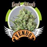 Venus Genetics Jack Attack