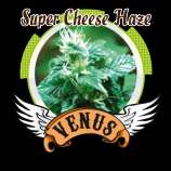 Venus Genetics Super Cheese Haze