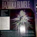 Verified Genetics Bazooka Bumble