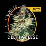 Vision Seeds Delhi Cheese