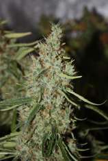 Vulkania Seeds Amnesia 3.0