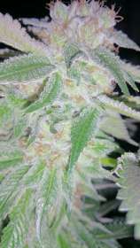 White Woods Genetics White Woods Cookies