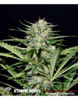 Xtreme Seeds Co. Afghan Shadow