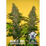 Xtreme Seeds Co. M.B.C 99