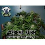 Xtreme Seeds Co. Xtreme Kush