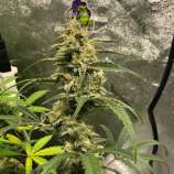 ZaZa Genetics BoonDox Glue Auto