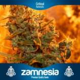 Zamnesia Critical Automatic