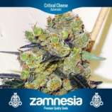 Zamnesia Critical Cheese Automatic