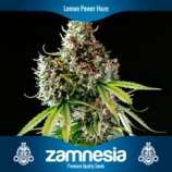 Zamnesia Lemon Power Haze