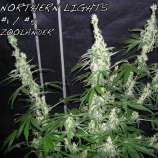 Zoolander Seeds Raspberry Kush x Northern Lights