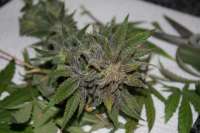 00 Seeds Bank Northern Lights - foto de Nostromo