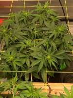 Imagen de OGGeMann (Purple Haze Auto)