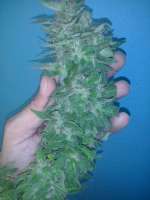 207 Seeds Pink Widow - foto de Murciano207