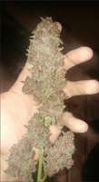 Imagen de 2Buds (Coco Grape)