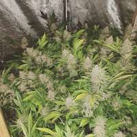 2Buds Genetics Coco Grape - foto de 2Buds