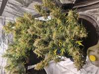 303 Seeds Bear Dance - foto de ROADSTAR57