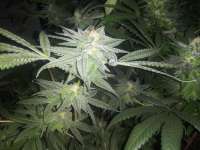 303 Seeds Danky Kong - foto de Wickedstepson