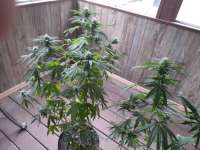 303 Seeds Jet-Fuel G6 - foto de Midwestchronic