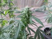 303 Seeds Jet-Fuel G6 - foto de Midwestchronic