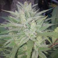 303 Seeds Monster Cookies - foto de OGchema