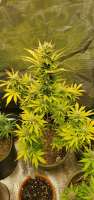 360grow420 Genetics Cyber Squatch - foto de 360grow420