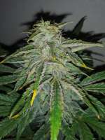 360grow420 Genetics Gas Hog Auto - foto de 360grow420